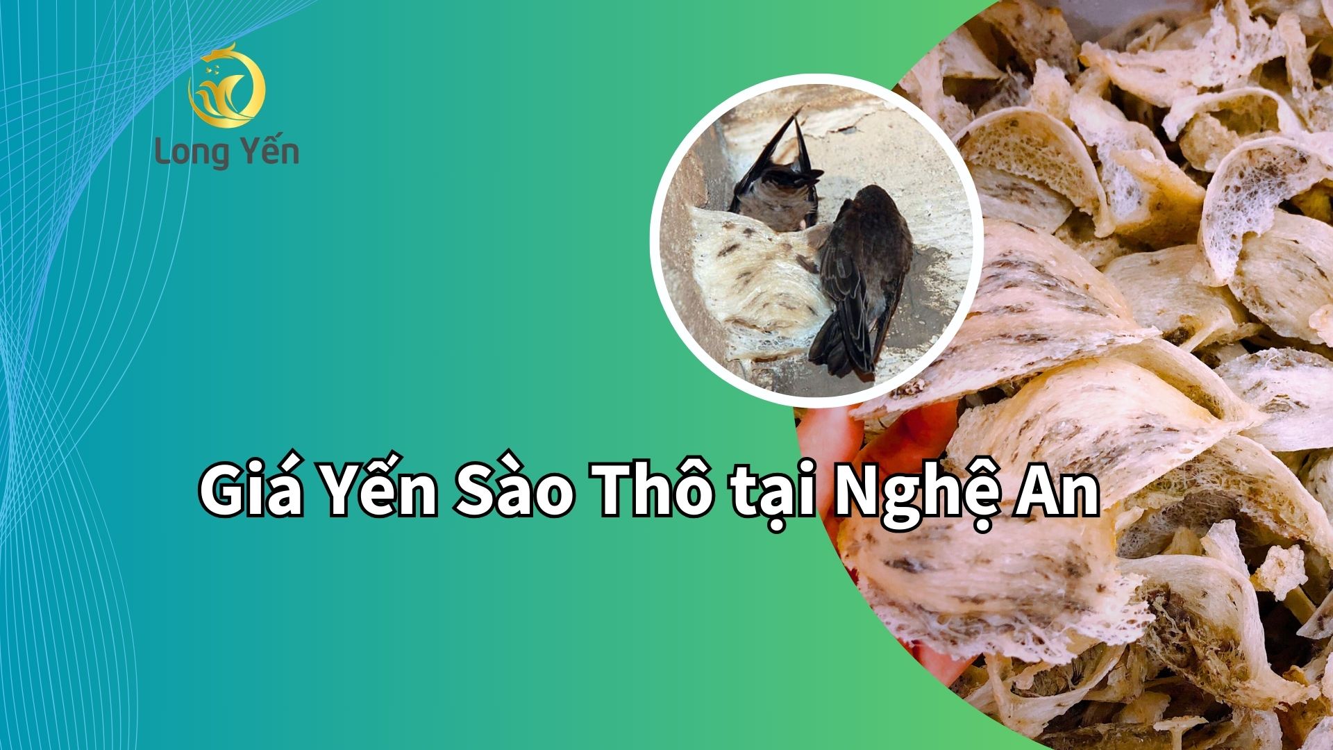 giá yến sào thô tại Nghệ An